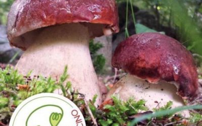 Fiera del fungo di Borgotaro 17-18 24-25 settembre 2016